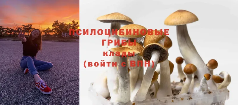 кракен как войти  Бабаево  Псилоцибиновые грибы Psilocybine cubensis 